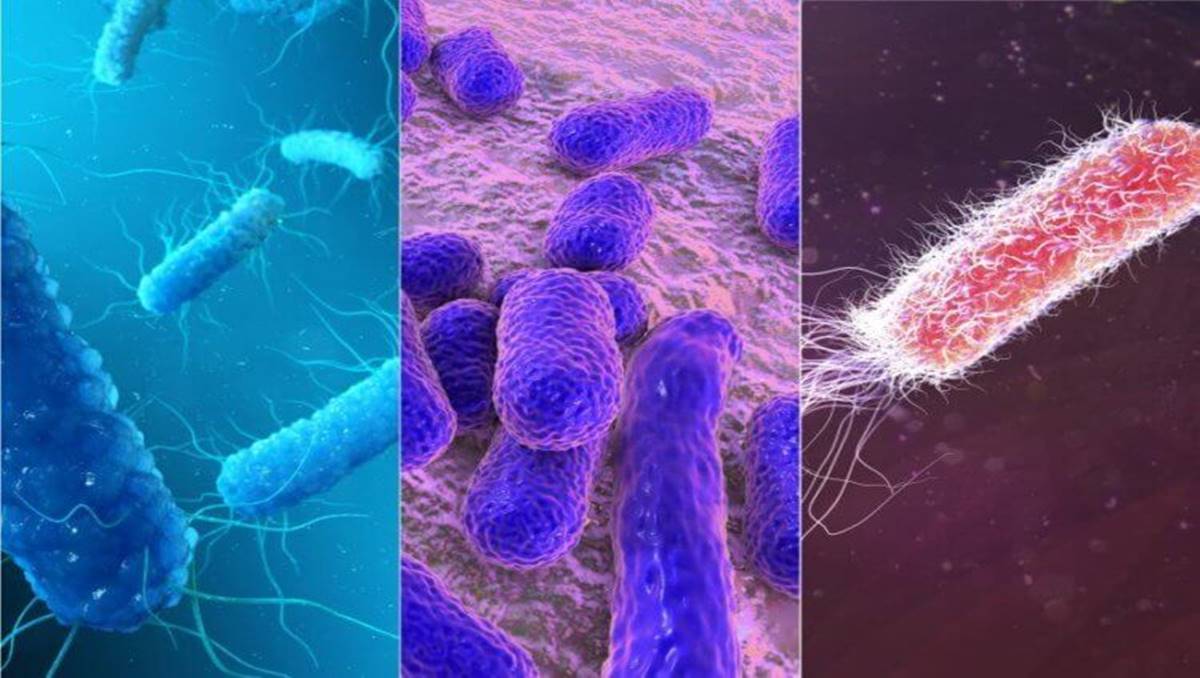 En Tehlikeli 5 Bakteri 
