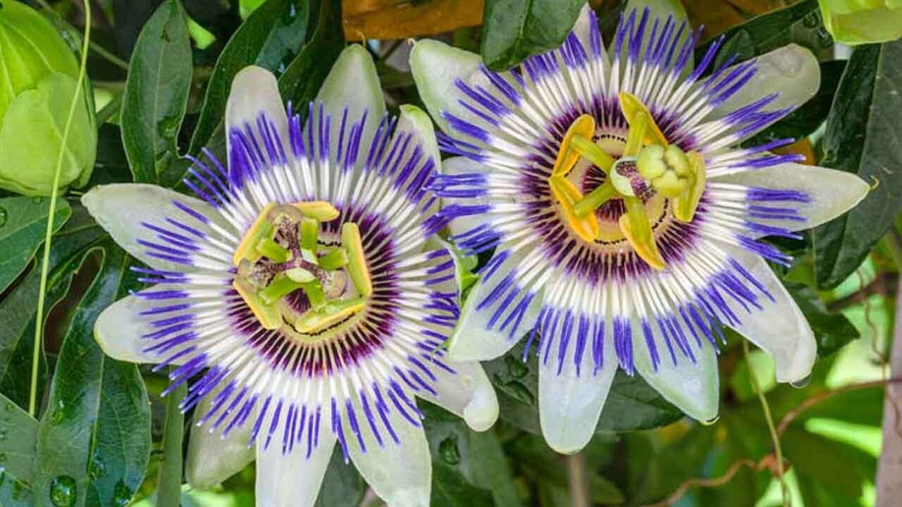 Passiflora Caerulea: Mavi Çarkıfelek Bitkisi Rehberi 15 Passiflora Caerulea: Mavi Çarkıfelek Bitkisi Rehberi