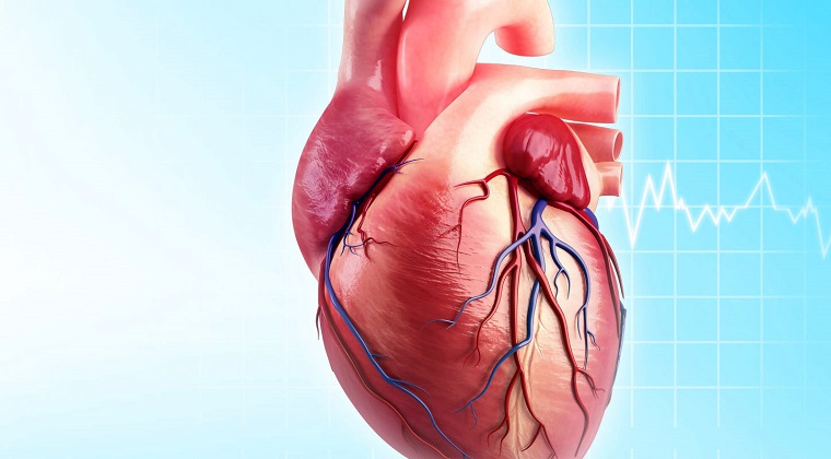 Atan Kalp Yarasını 20 Saniyede Onarabilen Hidrojel Yapıştırıcı İcat Edildi 