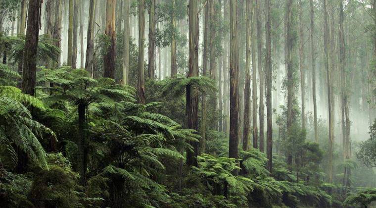 Dünyanın En Eski Fosil Ormanı 386 Milyon Yaşında!  