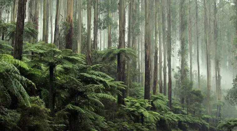 Dünyanın En Eski Fosil Ormanı 386 Milyon Yaşında! 