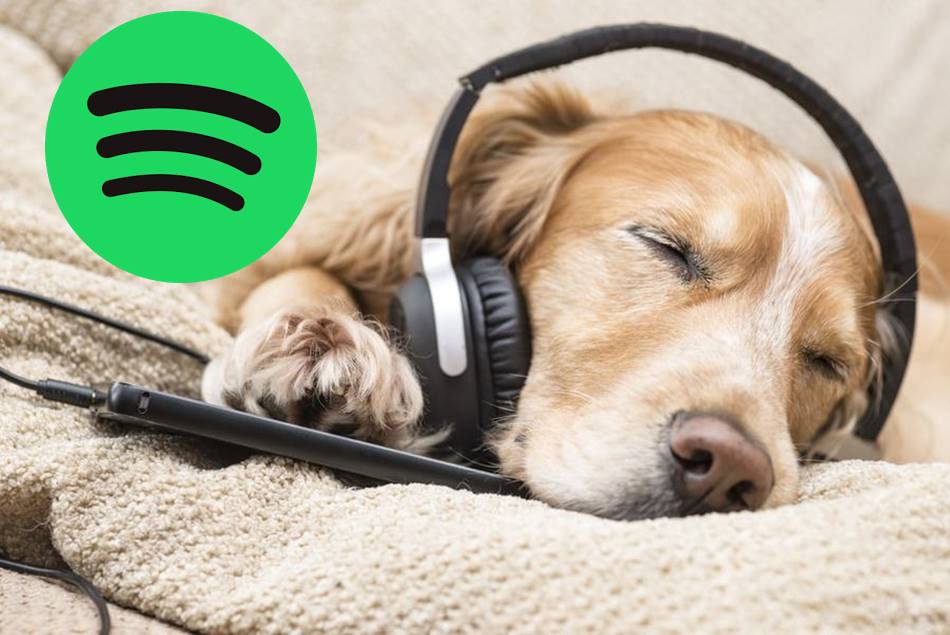 Spotify, Evde Yalnız Köpekler İçin Çalma Listeleri Başlattı  