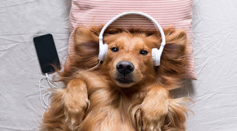 Spotify, Evde Yalnız Köpekler İçin Çalma Listeleri Başlattı 