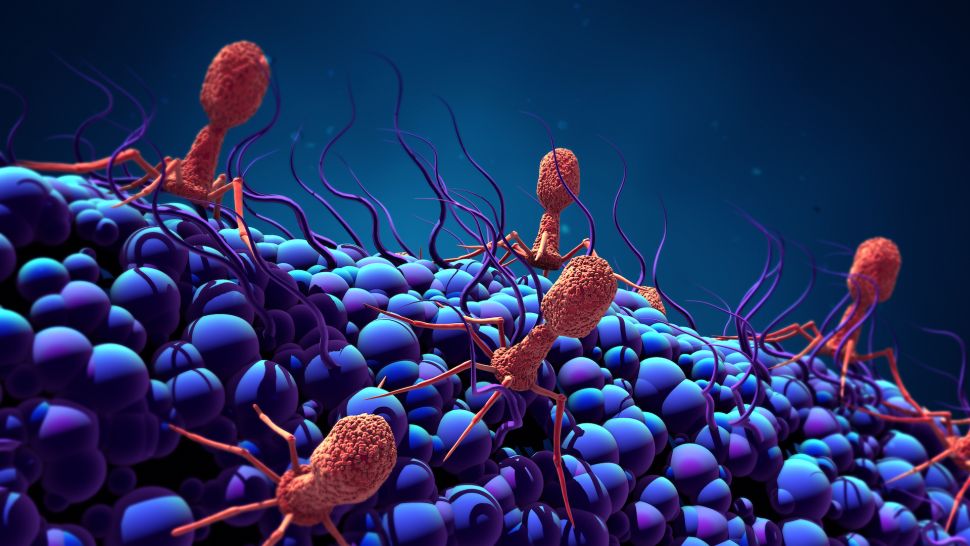 En Büyük Bakteri Yiyen Virüs Keşfedildi 