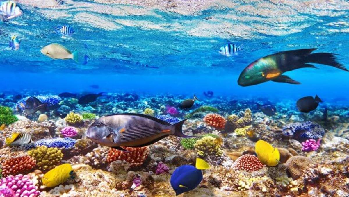 Okyanuslar 2050'ye Kadar İyileşebilir 