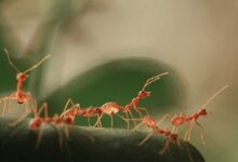 Yeraltı Karınca Şehirlerinin Karmaşık Mühendisliği 