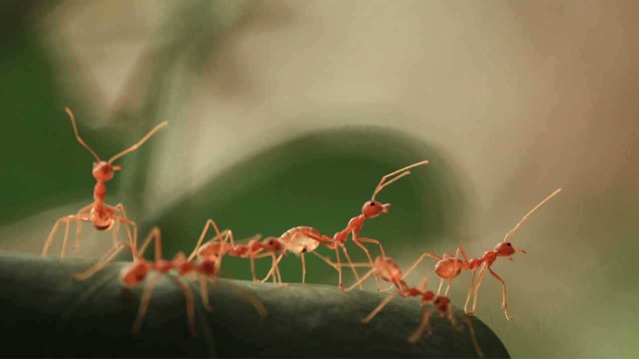 Yeraltı Karınca Şehirlerinin Karmaşık Mühendisliği  