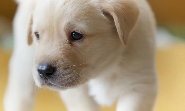 Yavru Köpek Sahiplenmenin Yeri: Nettepet 
