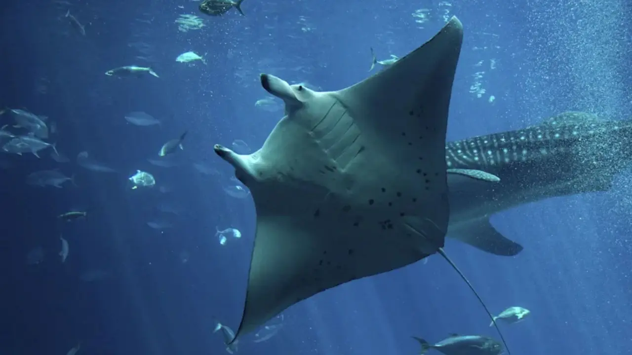 Manta Işınları 4.000 fit Derinliğe Dalarak Okyanuslardaki Uzun Yolculuklarını Haritalıyor 
